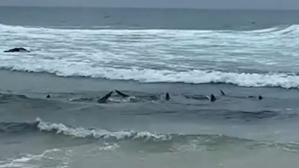 Οι καρχαρίες στην ακτή της Αυστραλίας