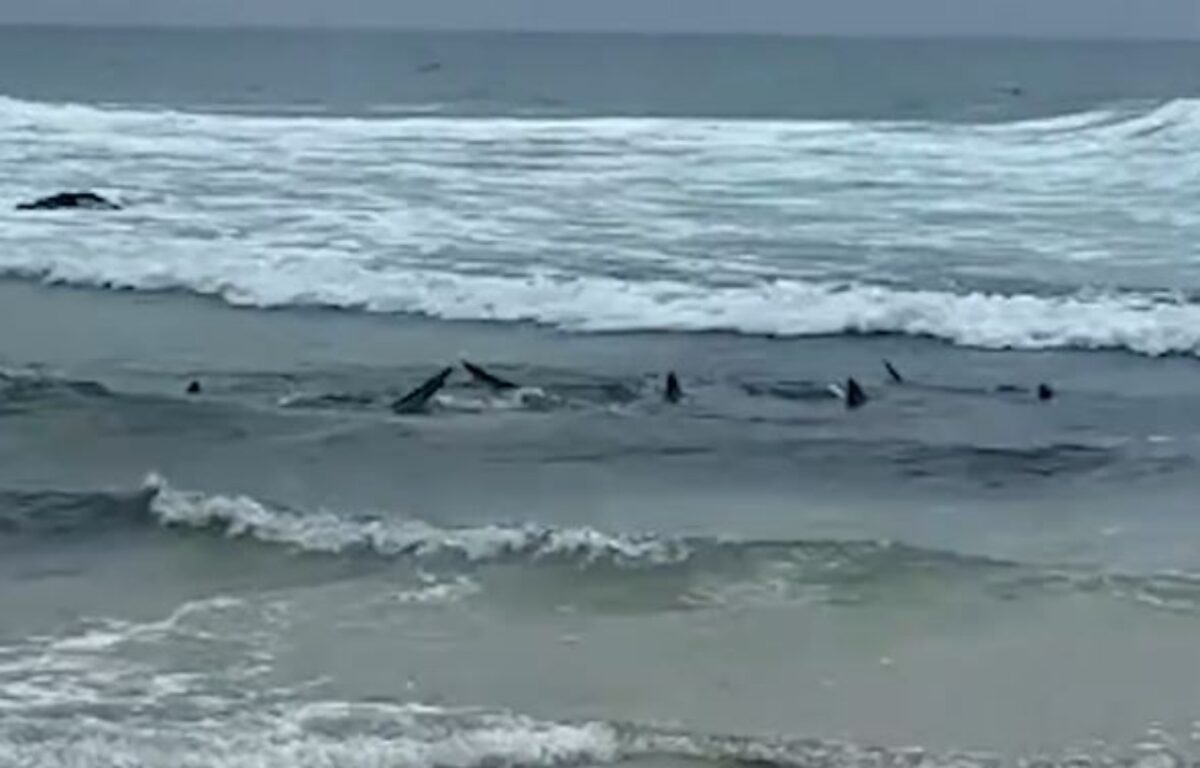 Οι καρχαρίες στην ακτή της Αυστραλίας