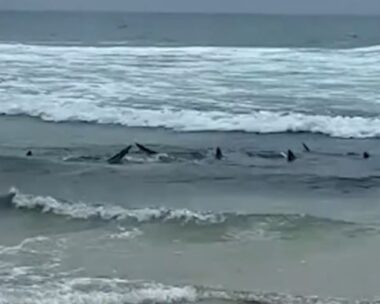Οι καρχαρίες στην ακτή της Αυστραλίας