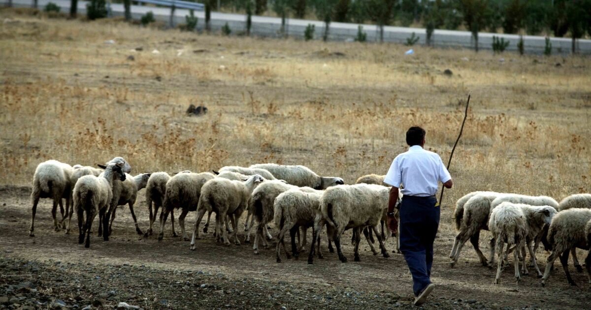 Volos: Breeder threatened to commit suicide because they slaughtered his flock due to blessing – his traces were lost
