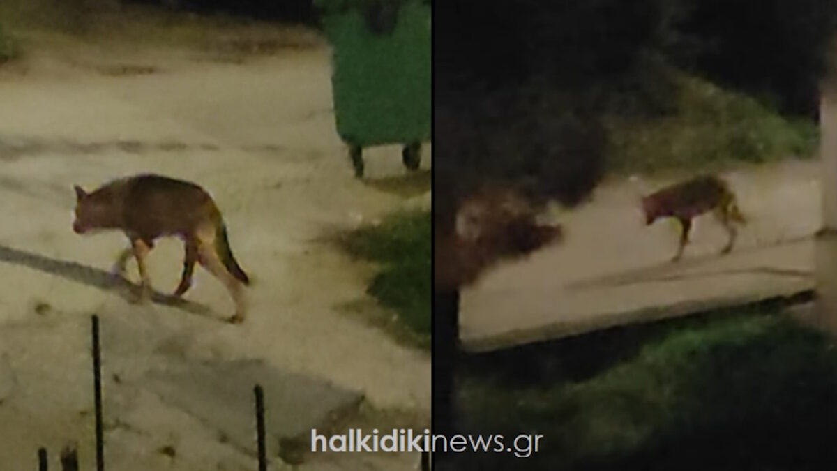 Λύκος στη Χαλκιδική