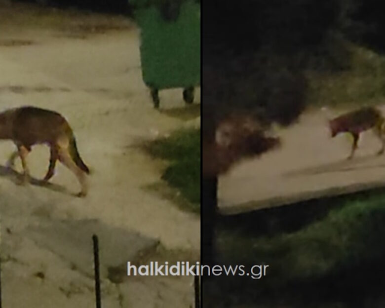 Χαλκιδική: Μεγάλος αρσενικός λύκος «κόβει» βόλτες ανάμεσα στα σπίτια – Βίντεο με το άγριο ζώο