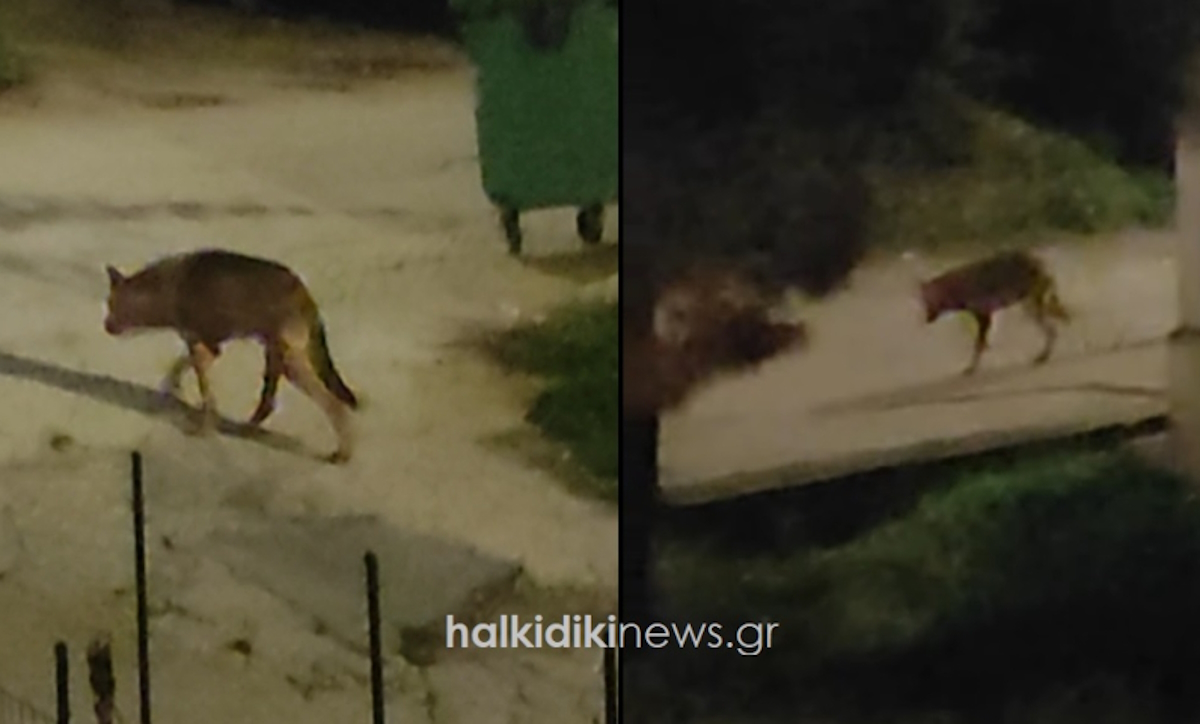 Λύκος στη Χαλκιδική