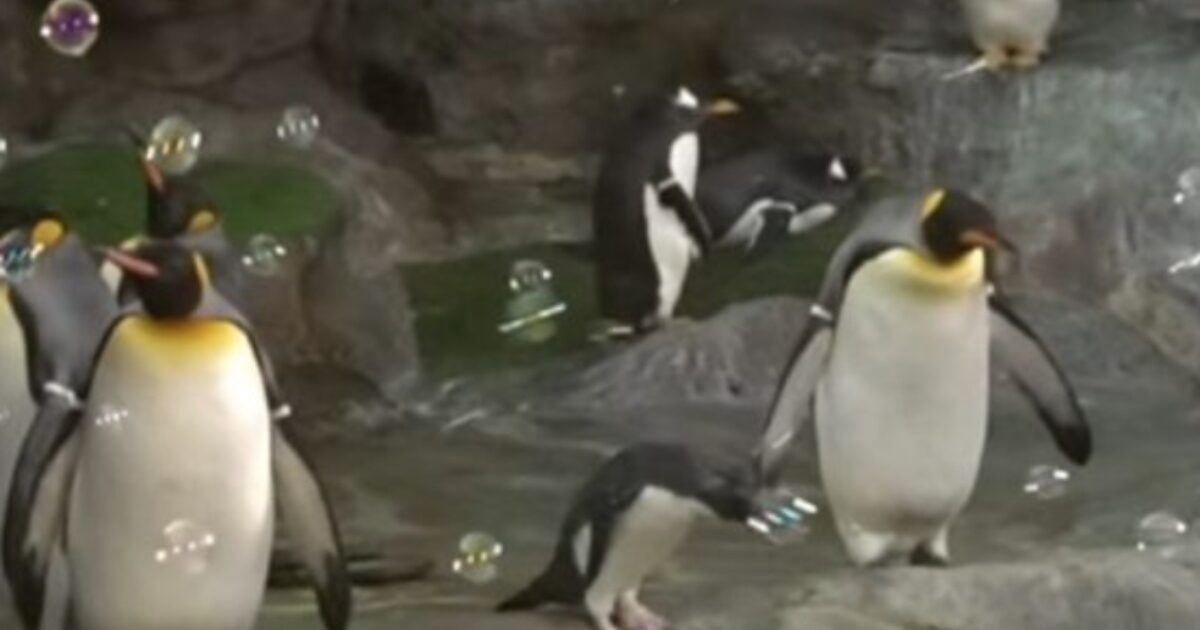 Penguins have fun at a bubble party: The video that instantly went viral with millions of views