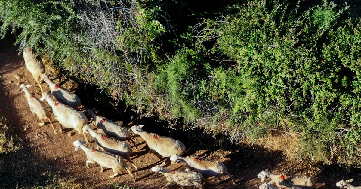 Goat Pox Management and Control Committee: The epidemiological picture of the disease has changed