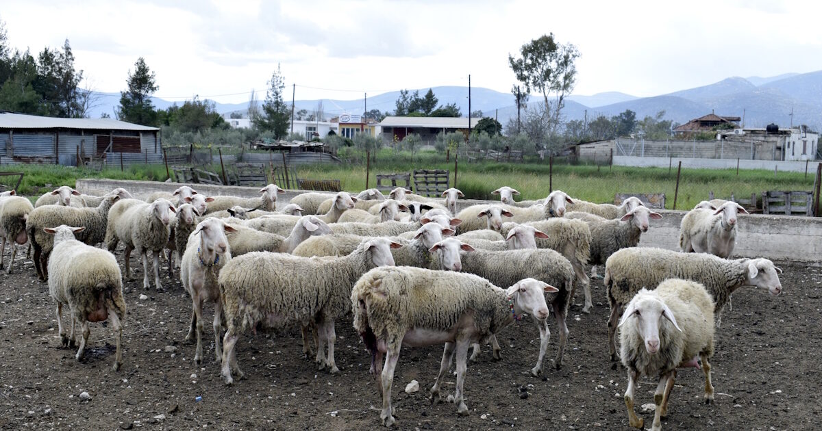 Thessaly: Emergency preliminary examination for smallpox is requested by the Prosecutor’s Office of Larissa