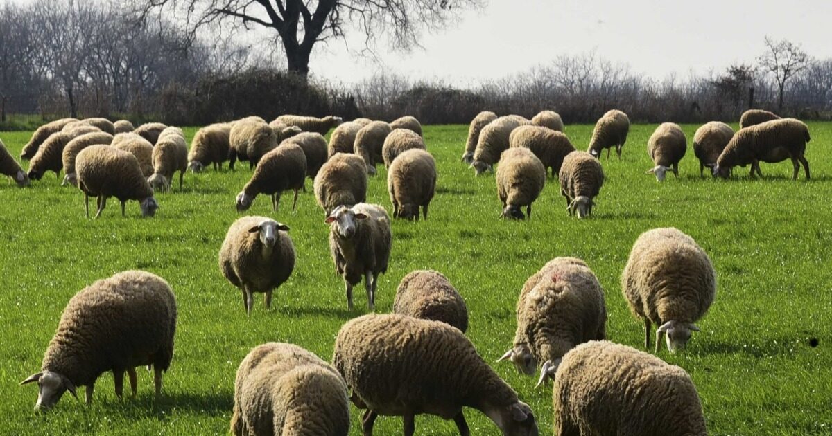 Sheep and goats: “Lockdown’s possibility open – will be discussed at a meeting on Monday,” Kellas says