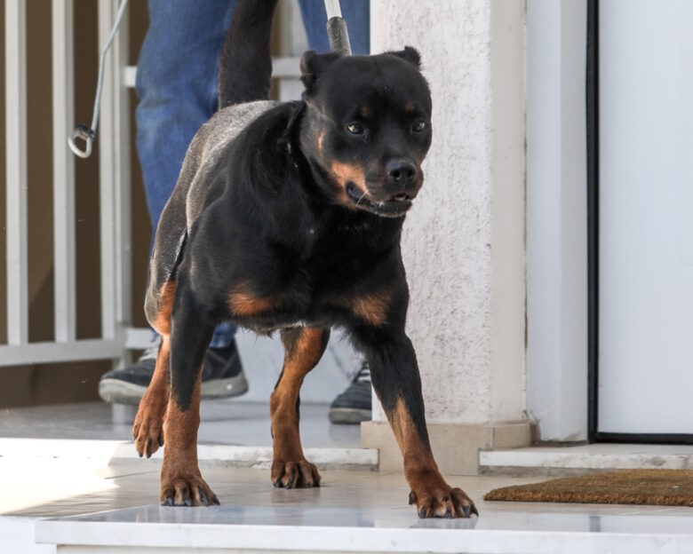 Μεσσηνία: Σε κρίσιμη κατάσταση 76χρονος μετά από επίθεση ροτβάιλερ – Αστυνομικός το πυροβόλησε για να τον σώσει