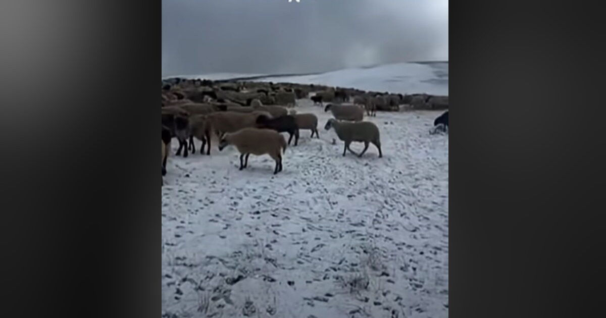 Samarina: The first snow fell, trapped in summer pastures
