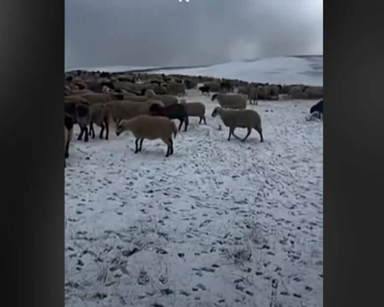 Σαμαρίνα: Έπεσε το πρώτο χιόνι, εγκλωβισμένοι στα θερινά βοσκοτόπια οι κτηνοτρόφοι λόγω ευλογιάς