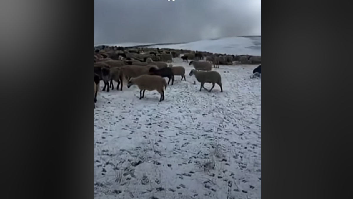Σαμαρίνα: Έπεσε το πρώτο χιόνι, εγκλωβισμένοι στα θερινά βοσκοτόπια οι κτηνοτρόφοι λόγω ευλογιάς