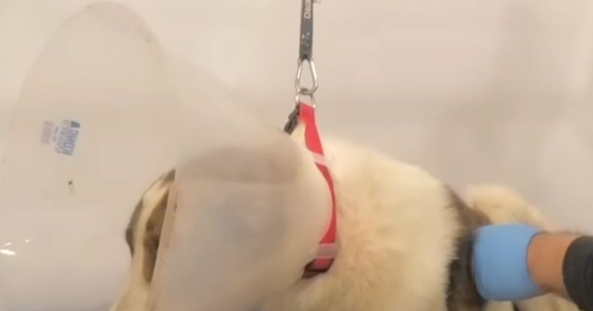 Nafpaktia: Frame -fired dog – disruption of animal dollars and abuses in the area