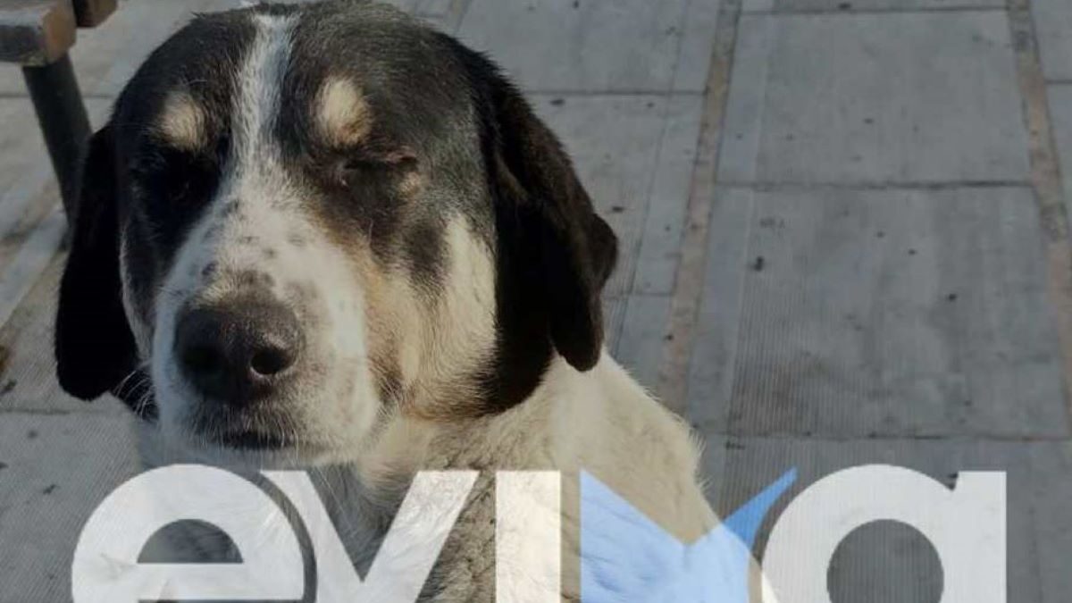 Εύβοια: Πυροβόλησαν και σκότωσαν αδέσποτο σκύλο – «Δεν είχε πειράξει ποτέ κανέναν, ήθελε αγάπη και ένα χάδι» λέει κάτοικος