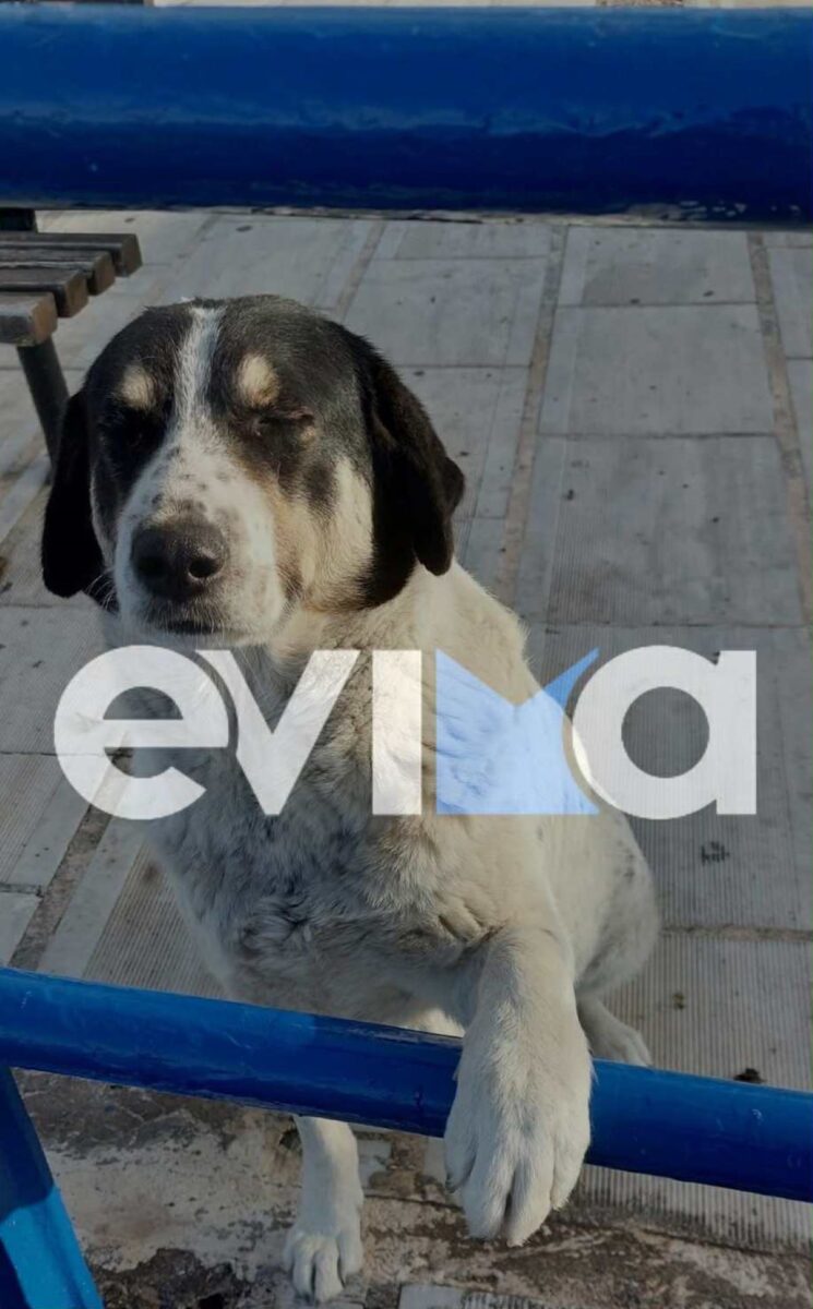 Το άτυχο ζώο που σκότωσαν στην Εύβοια