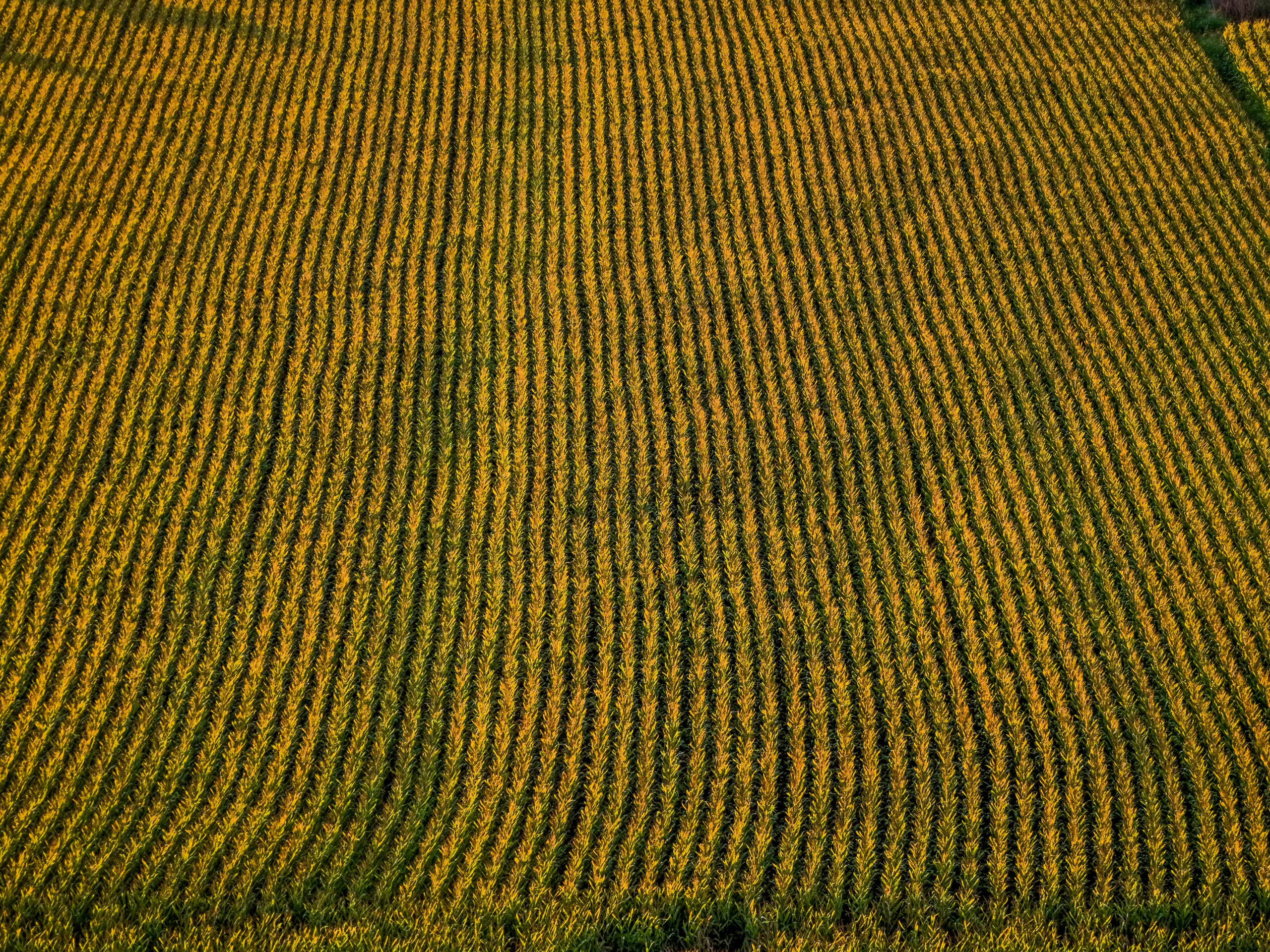 ΚΑΛΛΙΕΡΓΕΙΑ ΚΑΛΑΜΠΟΚΙΟΥ.  Τρίτη 9 Σεπτεμβρίου 2025  (ΑΝΤΩΝΗΣ ΝΙΚΟΛΟΠΟΥΛΟΣ