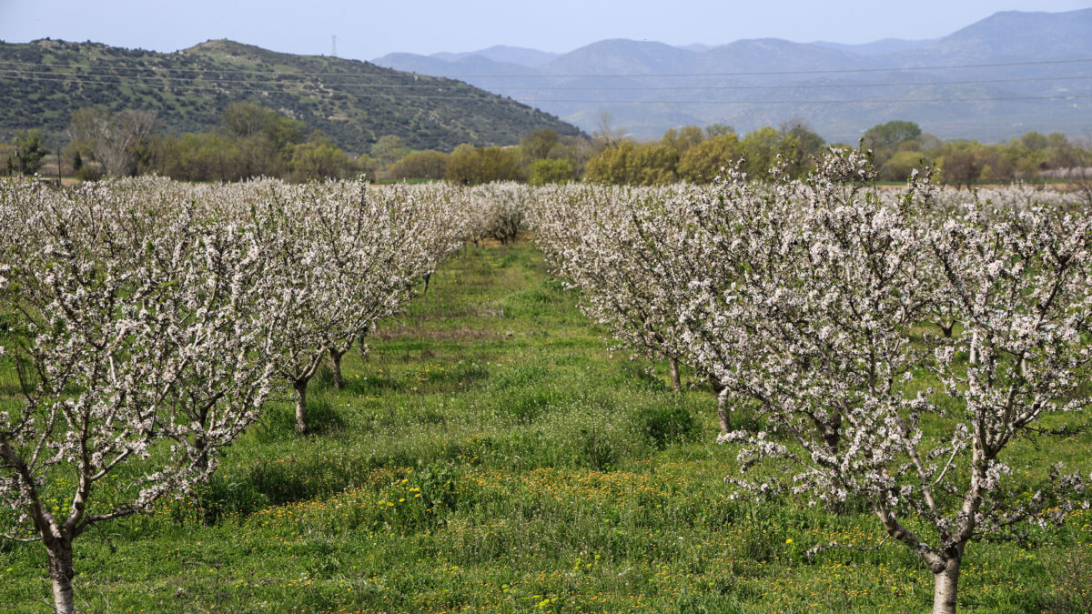 Ανθισμένες αμυγδαλιές σε χωράφι στον θεσσαλικό κάμπο. 
(EUROKINISSI)