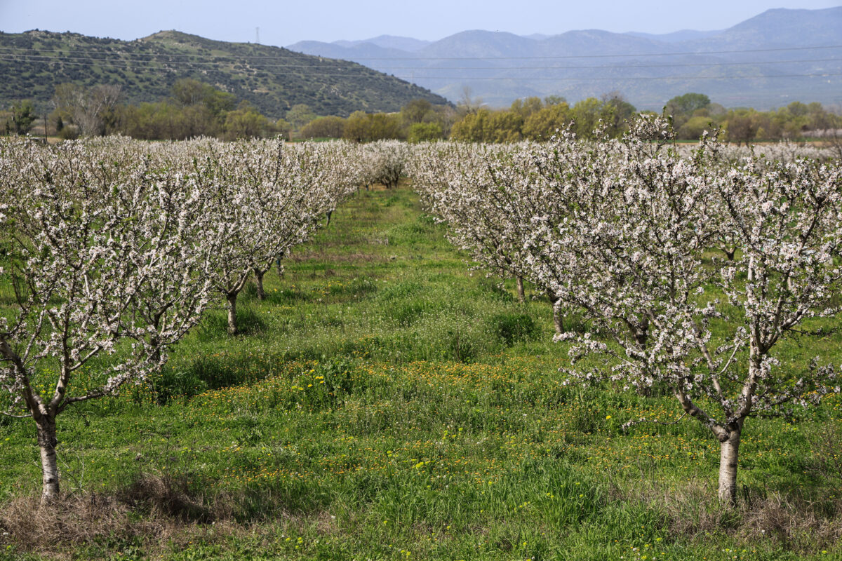 Ανθισμένες αμυγδαλιές σε χωράφι στον θεσσαλικό κάμπο. 
(EUROKINISSI)