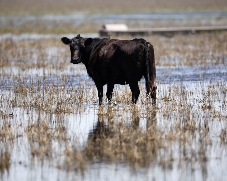 Στη Λιβύη αποβιβάστηκαν περίπου 3.000 αγελάδες αφού τις απέρριψε η Τουρκία – Ήταν παγιδευμένες σε πλοίο για ένα μήνα