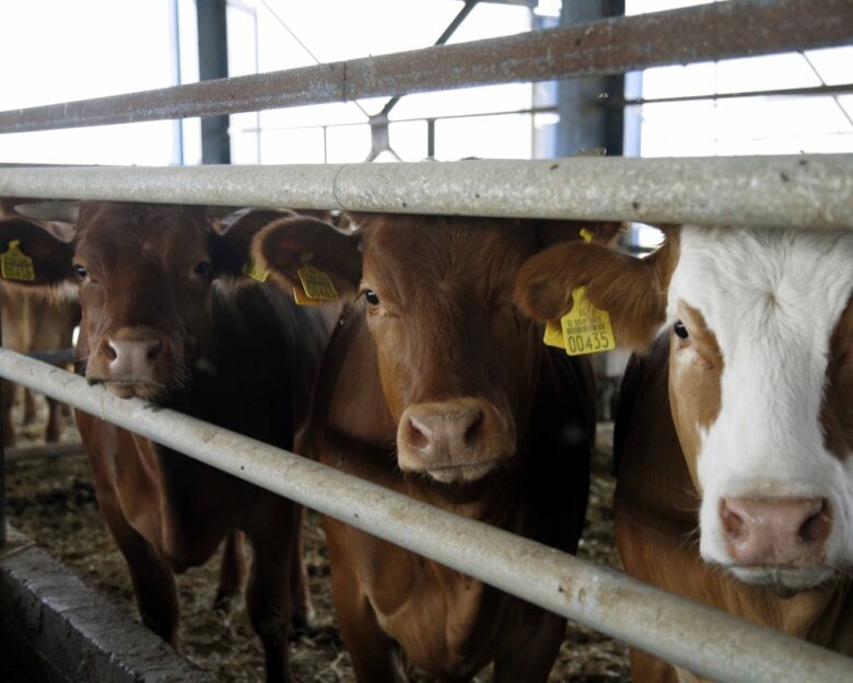 Τουρκία: Δεκάδες αγελάδες πέθαναν και 140 γέννησαν πάνω σε ένα πλοίο που ερχόταν από Ουρουγουάη – Το «μπλόκαραν» εν πλω