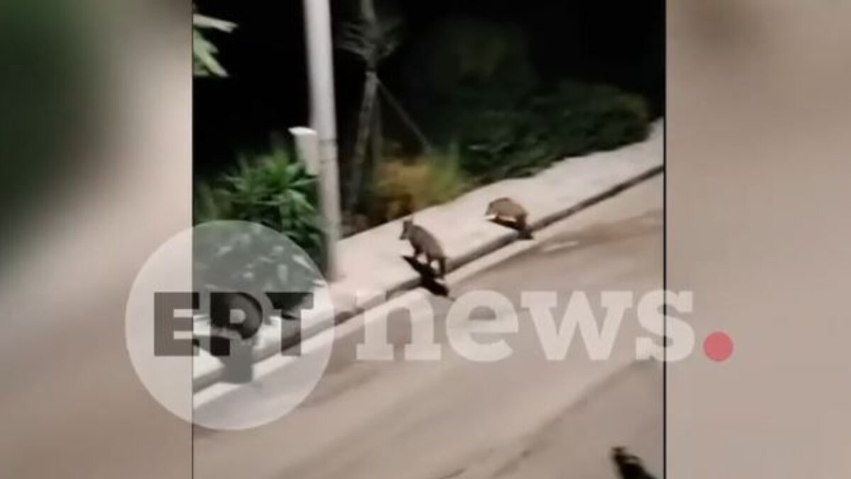 Αγριογούρουνα στον Νέο Βουτζά