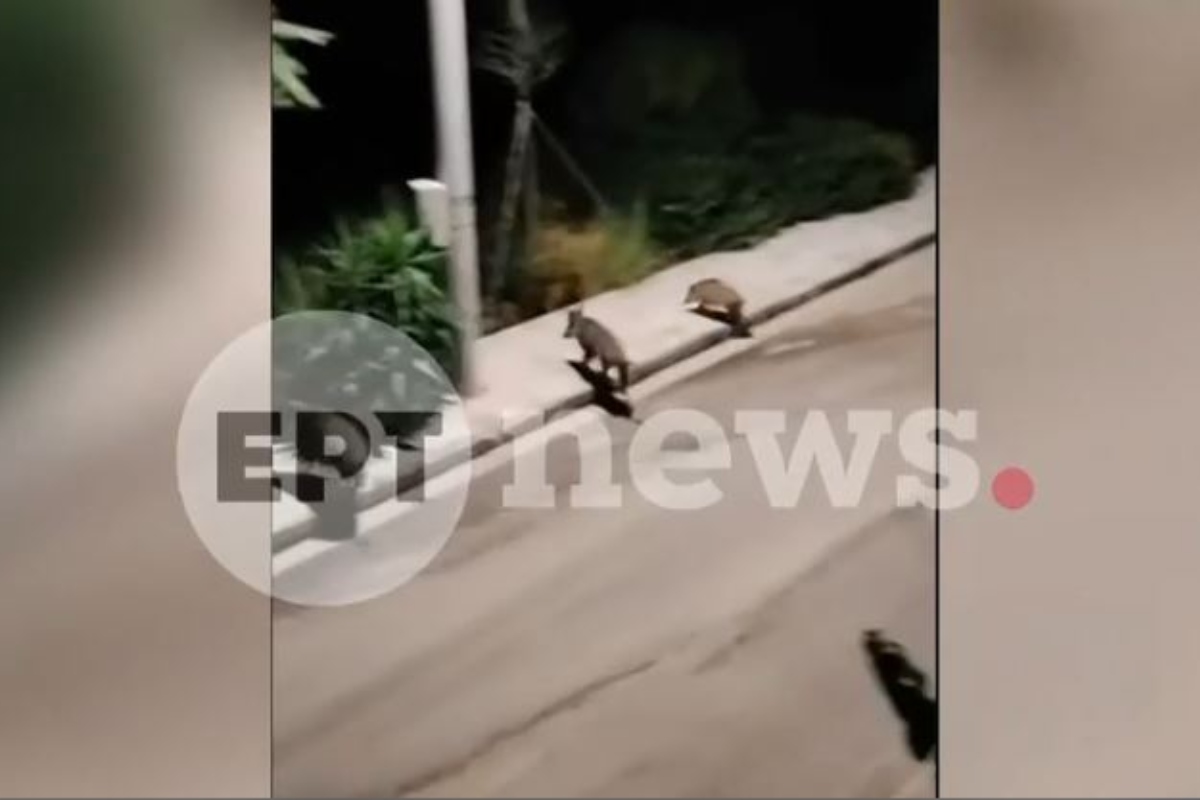 Αγριογούρουνα στον Νέο Βουτζά