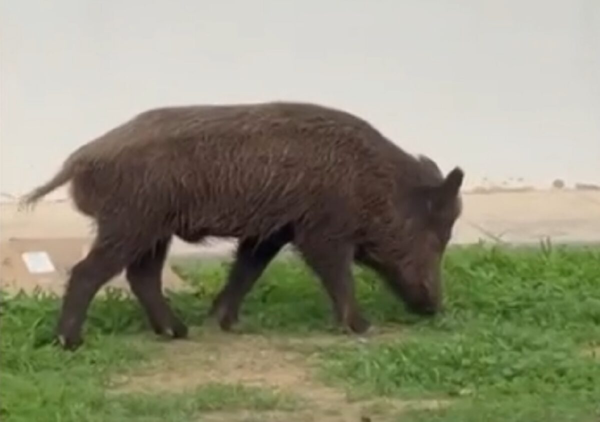 αγριογούρουνο