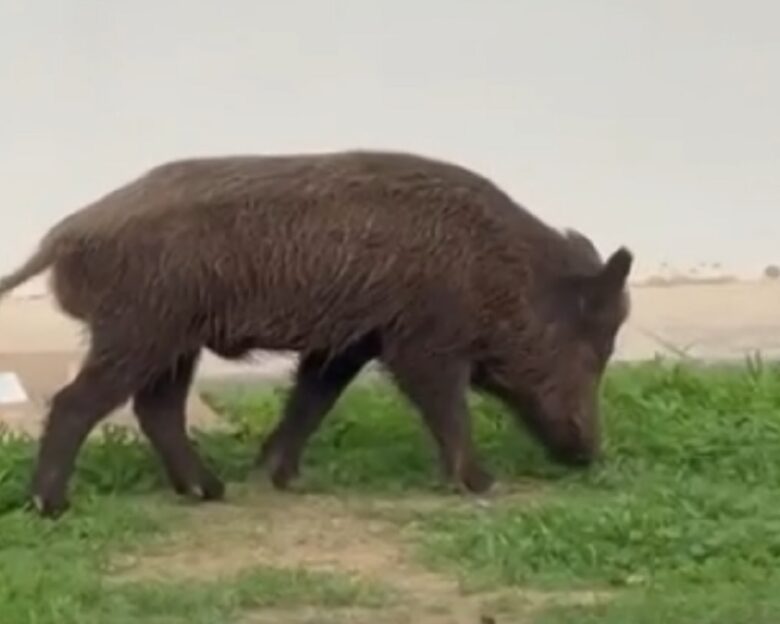 Αγριογούρουνα κάνουν βόλτες και ψάχνουν φαγητό στο ψυχιατρικό νοσοκομείο στο Δαφνί