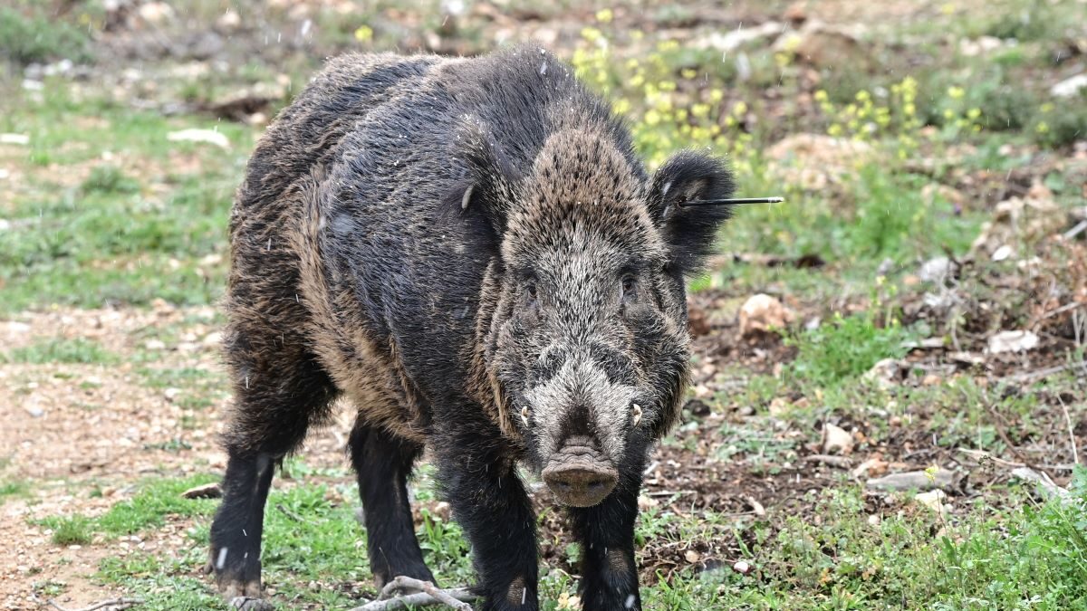 ΜΙΧΑΛΗΣ ΚΑΡΑΓΙΑΝΝΗΣ