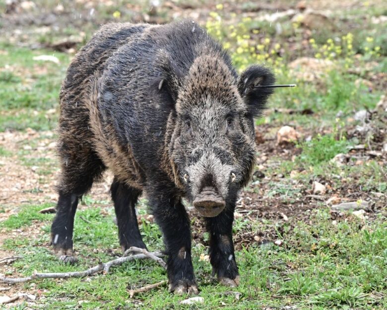 Μάνη: Νεκρός 24χρονος μοτοσικλετιστής μετά από σύγκρουση  με αγριογούρουνο