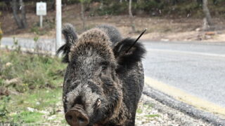 Αγριογούρουνο