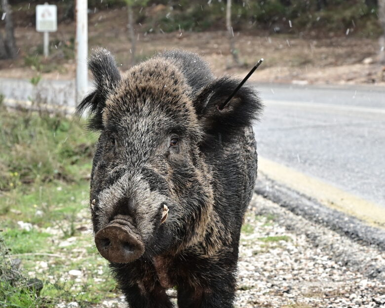 Αντιδράσεις στην Πολιτεία για την μαζική θανάτωση αγριογούρουνων από τοπικό δασαρχείο
