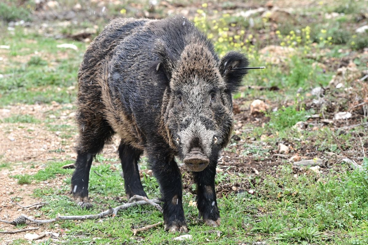 ΜΙΧΑΛΗΣ ΚΑΡΑΓΙΑΝΝΗΣ