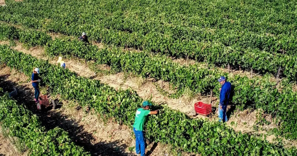 Payments to farmers: The basic subsidies will be paid at the end of November