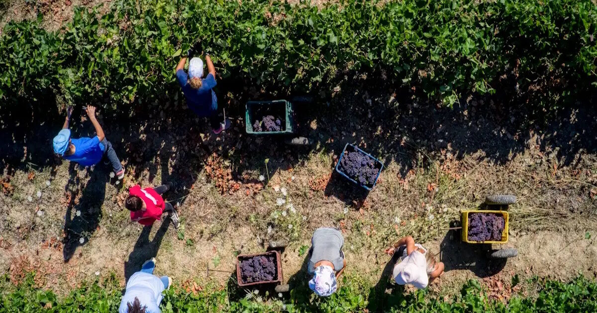 Subsidy audits pass farmers through a sieve – Loss of money even if a document is missing