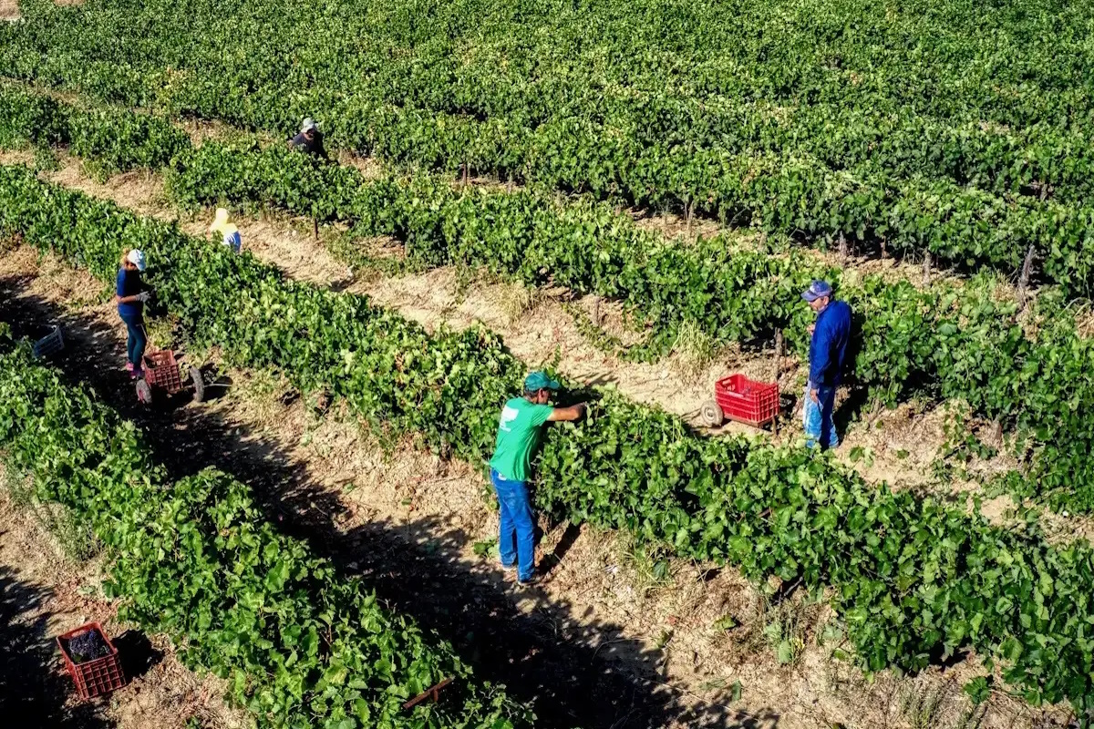 Πληρωμές στους αγρότες: Τέλος Νοεμβρίου θα καταβληθούν οι βασικές ενισχύσεις