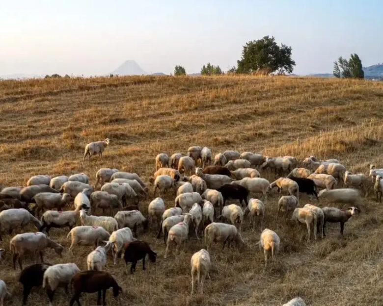 Ευλογιά στα αιγπρόβατα: 8 συλλήψεις για παραβίαση των μέτρων