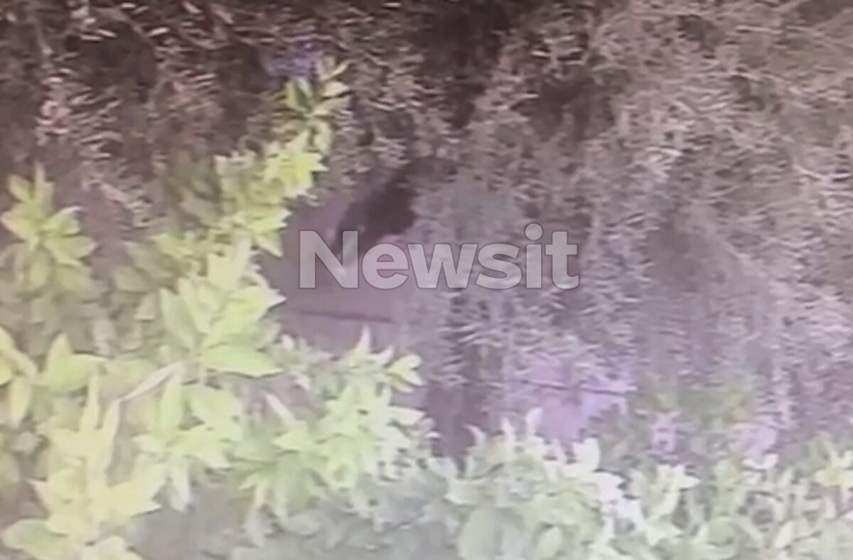 Ανθρωπος πίσω από δέντρα