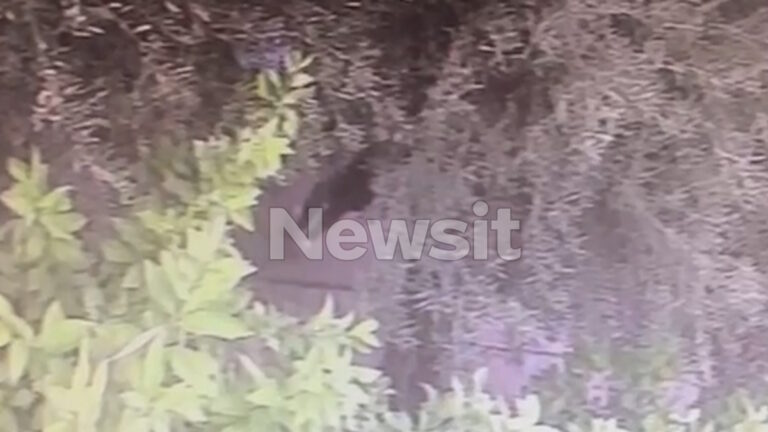 Ανθρωπος πίσω από δέντρα