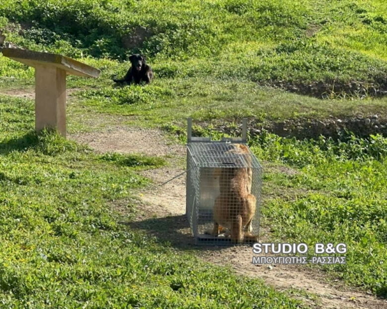 Άργος: Άγρια επίθεση τεσσάρων αδέσποτων σκυλιών σε 17χρονη – Σε κρίσιμη κατάσταση η ανήλικη