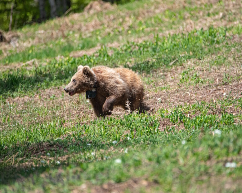 Δράμα: Νεκρή και αποκεφαλισμένη αρκούδα εντοπίστηκε στο Λιβαδερό