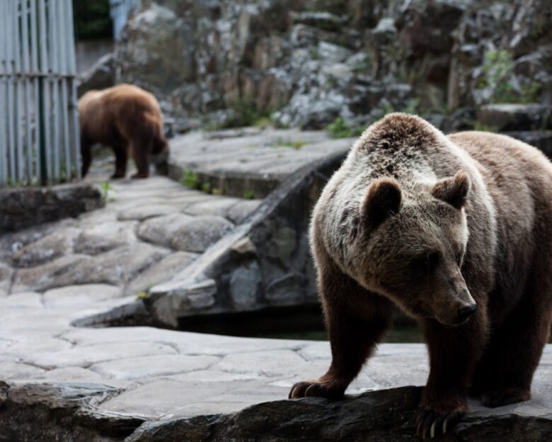 Θεσσαλονίκη: Κλειστός ο ζωολογικός κήπος λόγω κρούσματος μελιταίου πυρετού