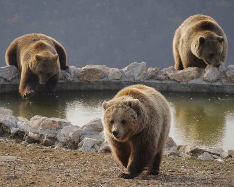 Κόσοβο: Αρκούδες έκαναν κατάληψη στο χωριό Μπέλομπραντ – Το δημοτικό σχολείο έβγαλε προειδοποίηση ότι οι μαθητές κινδυνεύουν