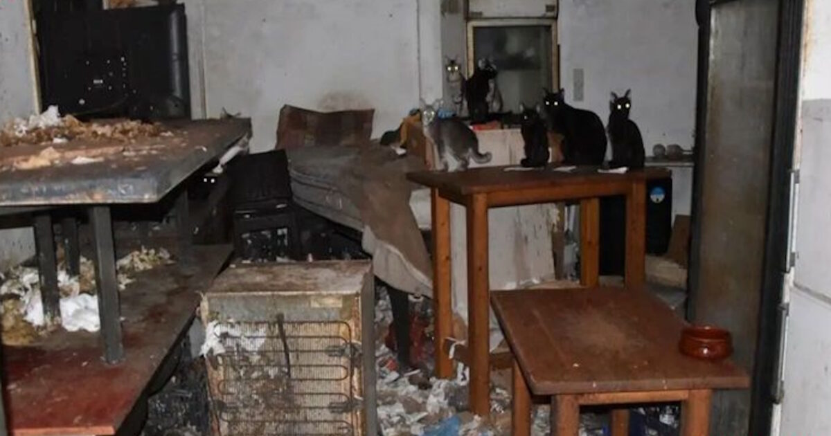 Three years in prison for the torturer of animals in Donoussa: “I love kittens and I only want their good”