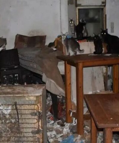 Κάτοικος της Δονούσας κρατούσε υποσιτισμένες δεκάδες γάτες