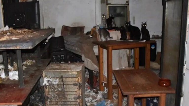 Κάτοικος της Δονούσας κρατούσε υποσιτισμένες δεκάδες γάτες