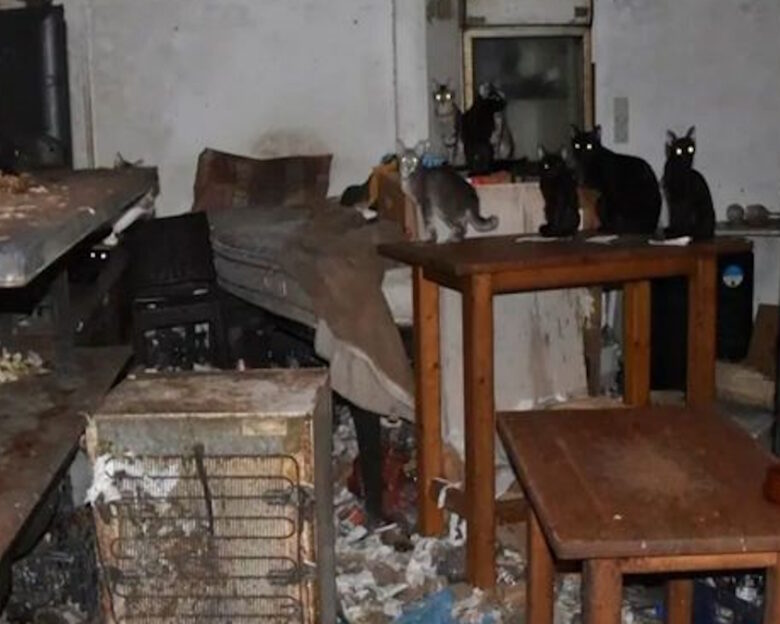 Δονούσα: 1,7 εκατομμύριο ευρώ πρόστιμο σε 63χρονο που είχε υποσιτισμένες 58 γάτες