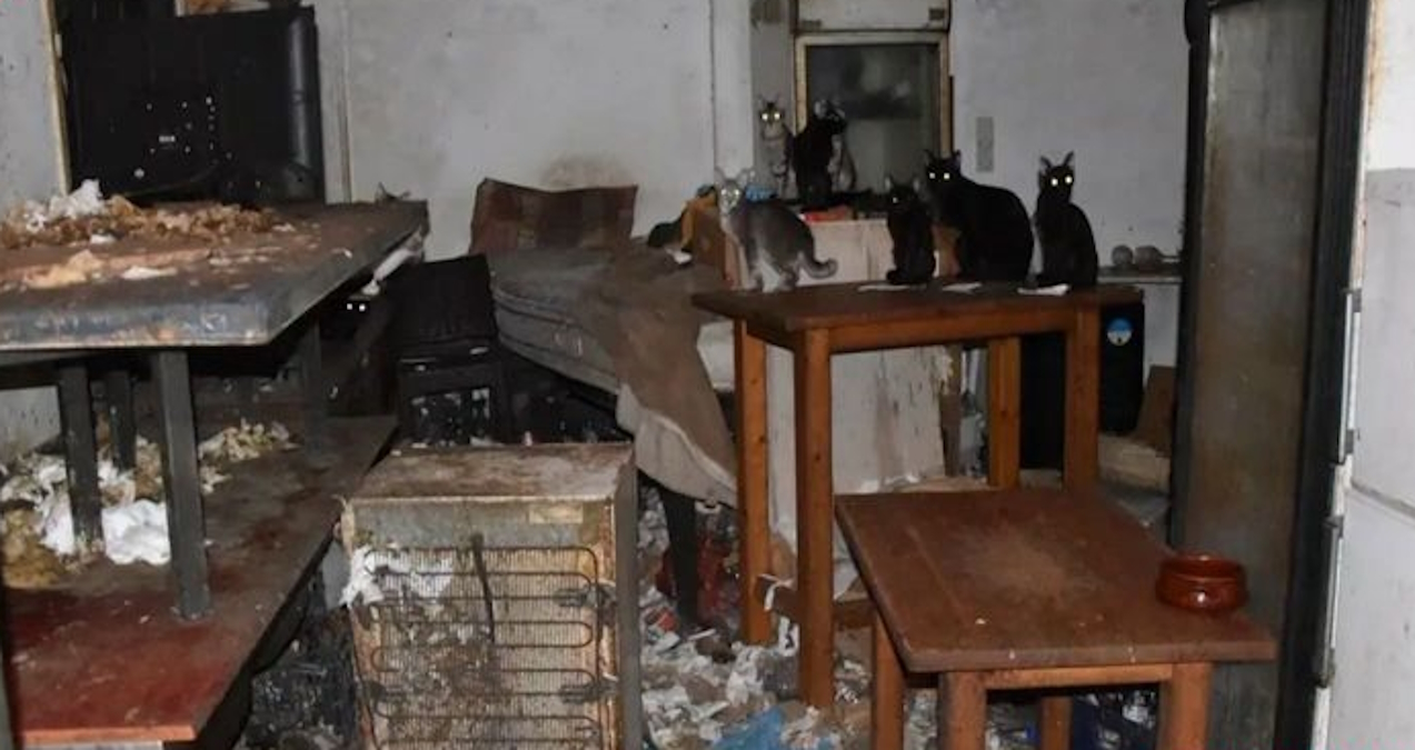 Κάτοικος της Δονούσας κρατούσε υποσιτισμένες δεκάδες γάτες