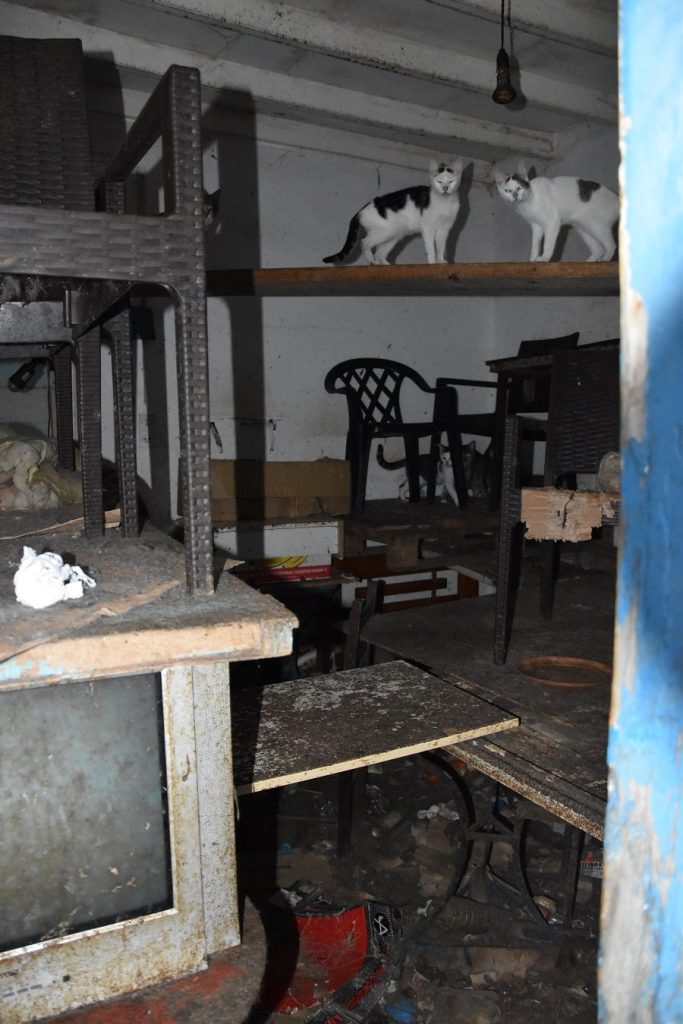 Κάτοικος της Δονούσας κρατούσε υποσιτισμένες δεκάδες γάτες