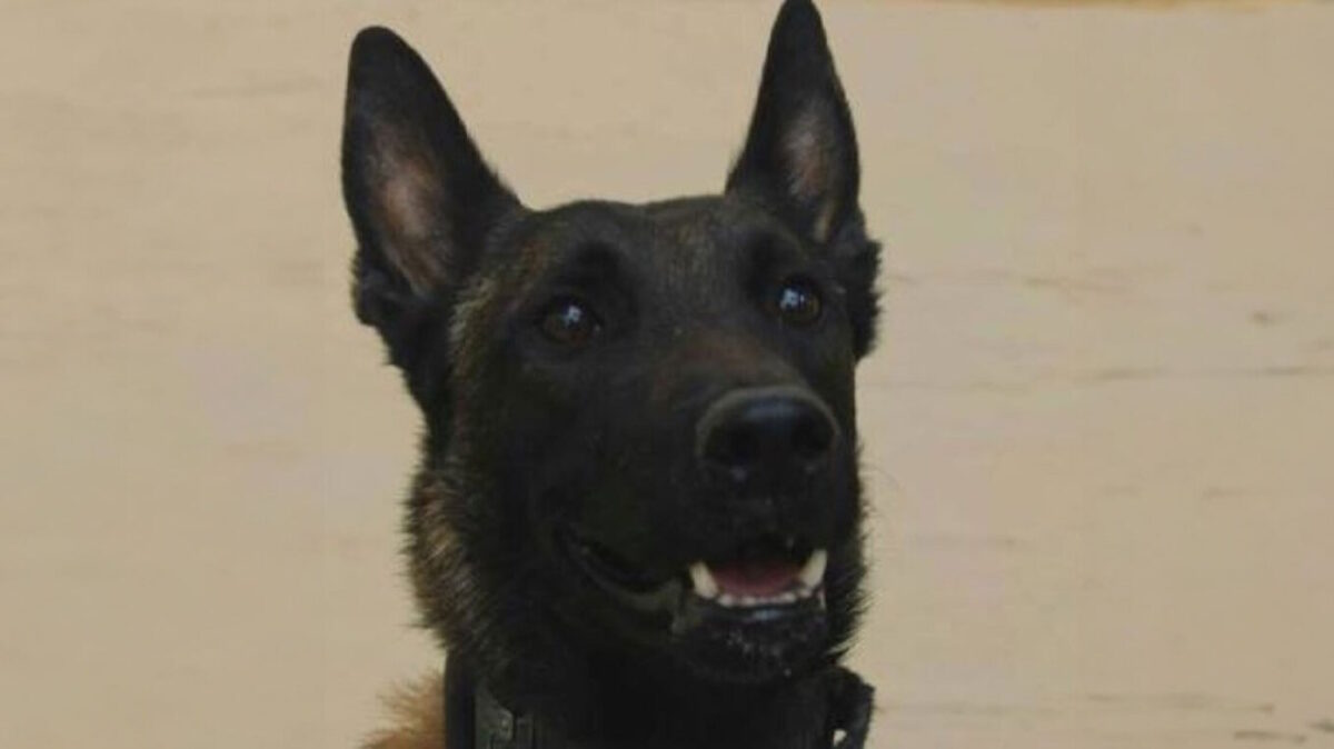 O σκύλος Εcho