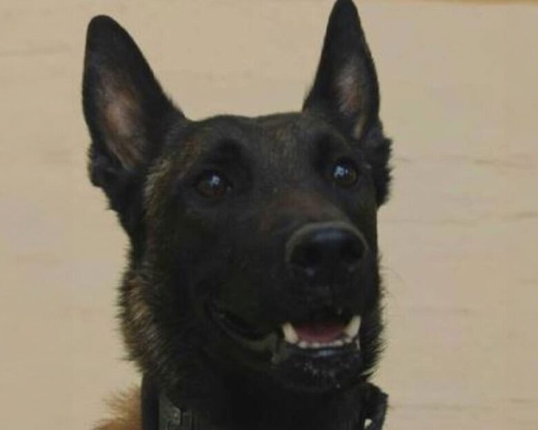 «Αφαίρεσαν τη ζωή» του Echo, του σκύλου που εντόπισε την σορό του Μπάμπη Κούτσικου και συμμετείχε στις έρευνες για τον Βασίλη Καλογήρου